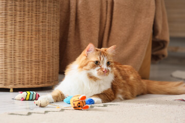 Cute tabby cat with toys lying on floor at home