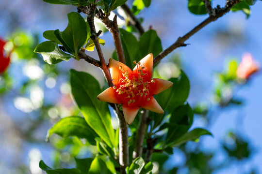Pomegranate (Punicagranatum) flower