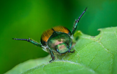 Close up of Japanese Beetle on leaf