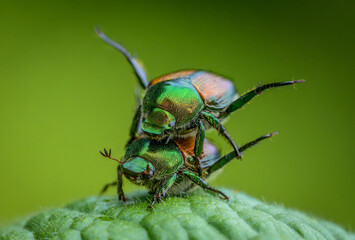 Close up of two Japanese Beetles mating on a leaf
