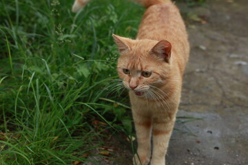 A ginger cat with orange fur is walking through green grass, with a focused expression. Its mouth is slightly open, as if meowing or panting, adding a lively moment to this outdoor scene
