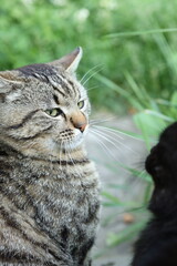A close-up shot of a confident tabby cat with striking green eyes, set against a blurred natural background. The cat’s detailed fur and calm expression exude a serene and proud demeanor.