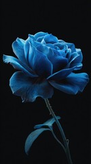 A single, vibrant blue rose, subtly illuminated against a stark black backdrop, showcases its velvety petals and delicate stem with a few leaves