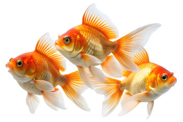 goldfish, cartoon, fish illustration, aquarium fish