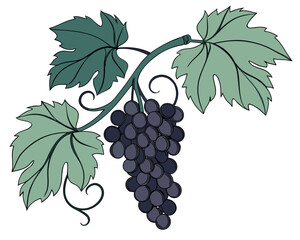Obraz premium grapes vector illustration vineyard, sweet, autumn, branch, berry, grapes, grape, fruit, wine, plant, illustration, green, design, harvest, agriculture, grapevine, nature, bunch, leaf, vine, food, vec