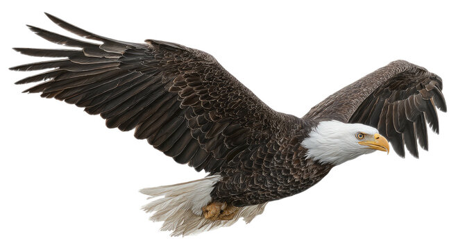 ハクトウワシ」の写真素材 | 265,786件の無料イラスト画像 | Adobe Stock