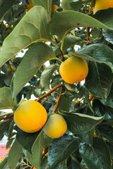 Persimmons are ripe on the autumn persimmon tree.