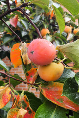 Persimmons are ripe on the autumn persimmon tree.
