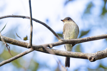 Eastern wood pewee (Contopus virens) in Sarasota, Florida during fall