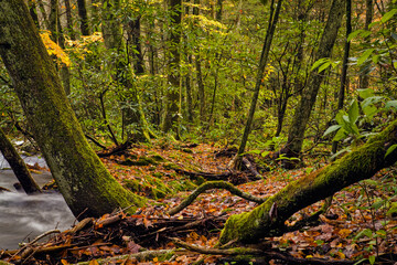 Oconaluftee area, Great Smoky Mtns National Park