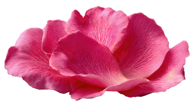 Close-up of a vibrant pink rose petal cluster