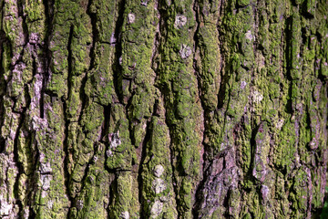 Mossy Tree Bark Texture Close-Up