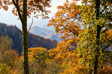 Autumn Landscape, Great Smoky Mountains