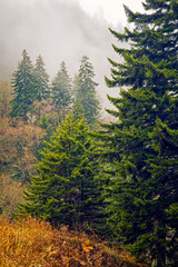 Evergreens, Autumn, Great Smoky Mountains