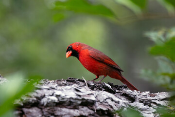 A male northern cardinal (Cardinalis cardinalis) looking his best on a branch in southwest Florida
