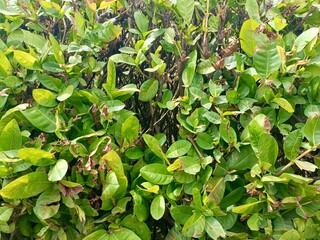 Closeup green leaves surface texture background 