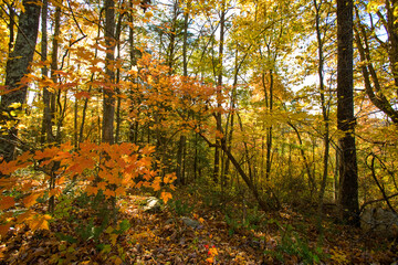 Autumn, Foothills Parkway, East TN