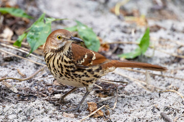 A brown thrasher (Toxostoma rufum), a common songbird, in Sarasota County, Florida