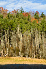Dead Trees, Cataloochee Cove, Great Smoky Mountains