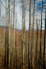 Autumn, Pisgah NF, NC