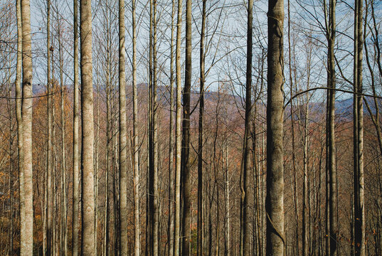 Autumn, Pisgah NF, NC