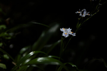 春に咲くシャガの花