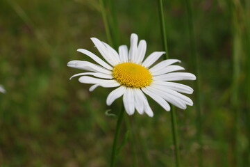 Obraz premium A close-up of a beautiful daisy growing in a lush green field. The flower stands out against the soft, blurred background of foliage, capturing the essence of nature's simplicity and beauty.