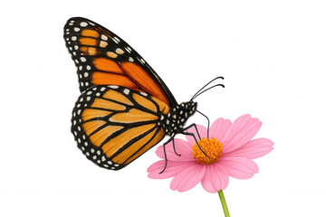 Fototapeta premium Monarch butterfly feeding on pink flower, wings spread, transparent background for easy use
