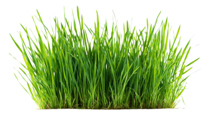 Lush green grass blades