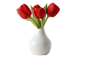 Red tulips in a white vase (7)