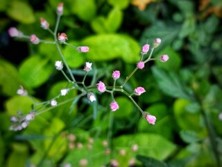 Small pink weed flowers grow beautifully in the garden, creating a soft and calm natural atmosphere. Suitable for nature themes, hidden beauty, and the beauty of tropical gardens.