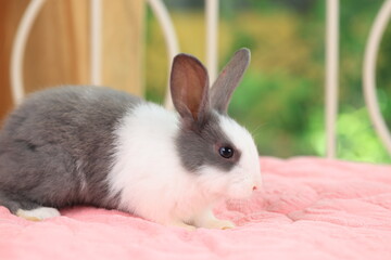 Fototapeta premium Lovely bunny easter fluffy baby rabbit relaxing in living room with colorful easter eggs on green garden nature background on warmimg day. Symbol of easter day festival. 