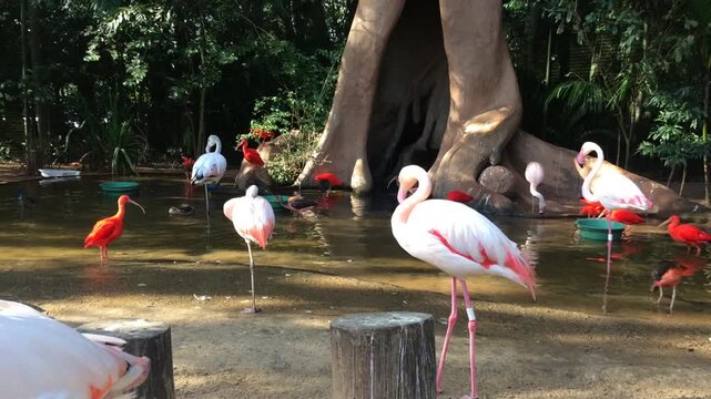 Flamingos em foz do igua&ccedil;u