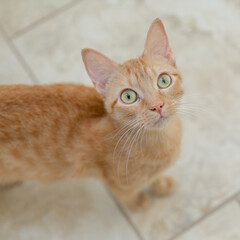 orange cat