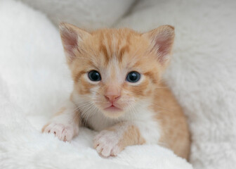 kitten, cat, animal, young, small, baby, fluffy, kitty, adorable, feline, pet, portrait, animals, cute, newborn, baby cat, cute animal, newborn kitten, small kitten, fluffy kitten, adorable, pet, dome