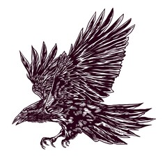 Hand drawn illustration of a crow flying majestically. Animal symbol.