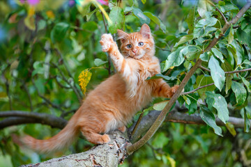 A funny ginger kitten waves hello with its paw while sitting on a tree in the garden