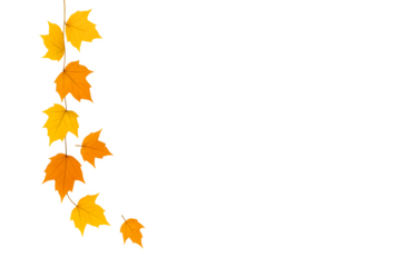 Orange maple leaves arranged on vertical side border with transparent background.
