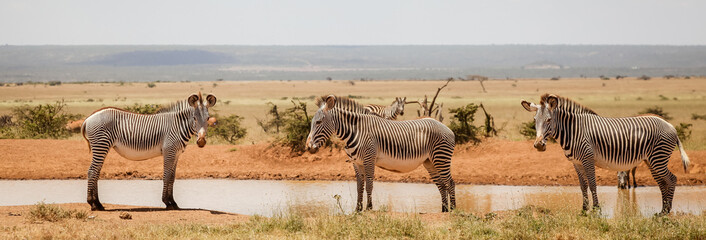 Line of three Zebras in Kenya © laura