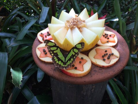 Borboleta comendo frutas