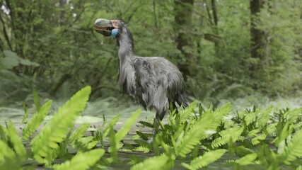 A 3D animation of the extinct terror bird Gastornis walking in a mid-Paleocene forest 50 million years ago. They were 2.15 m (7 ft 1 in) in height.