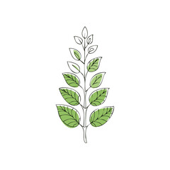 Fototapeta premium Minimalist Branch Illustration with Fresh Green Leaves on a Simple White Background