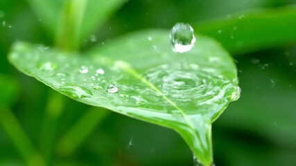 Mesmerizing slow motion capture of pristine water droplets gracefully falling onto a broad, waxy green plant leaf, beading and rolling off its surface texture, slow motion capture, wet - Powered by Adobe