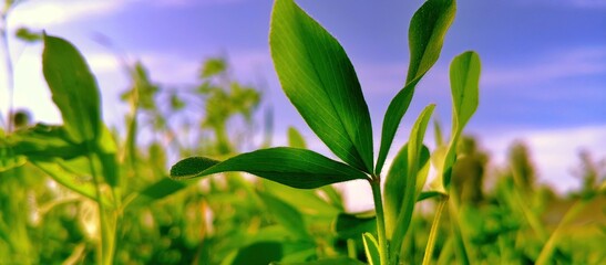 Fresh green clover in a meadow under the bright sky beckons spring and new beginnings, symbolizing growth and prosperity in a natural outdoor scene