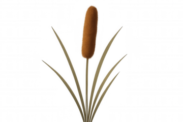 Cattail plant with fluffy brown spike and green leaves, growing in natural marsh environment on transparent background