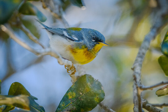 Northern Parula perched on a branch