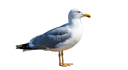 Illustration of european herring gull isolated on white background, standing in profile view