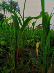 Obraz premium Lush green field with young plants stretching towards the sky under palm trees, perfect for agriculture, nature, or environmental projects
