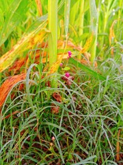 Delicate pink wildflowers amid dew-kissed grass, a tranquil meadow scene for spring, summer, or nature-themed projects, bringing fresh beauty to any design