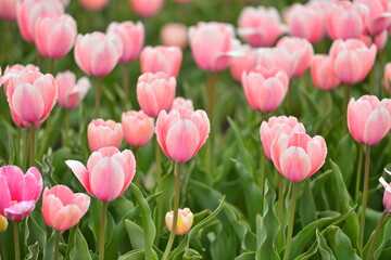 Fototapeta premium Spring blooming tulip field. Flowers tulips, Spring floral background.